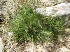 Carex chihuahuensis