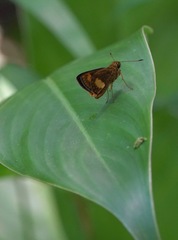 Oriens paragola