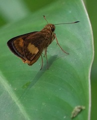 Oriens paragola