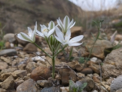 Ornithogalum