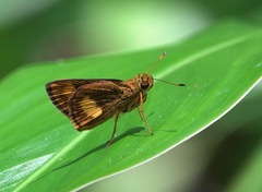Oriens paragola