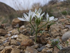 Ornithogalum