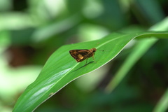 Oriens paragola