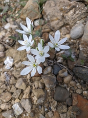 Ornithogalum