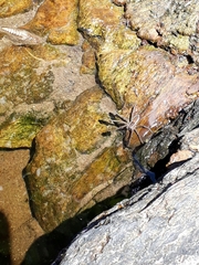 Nilus