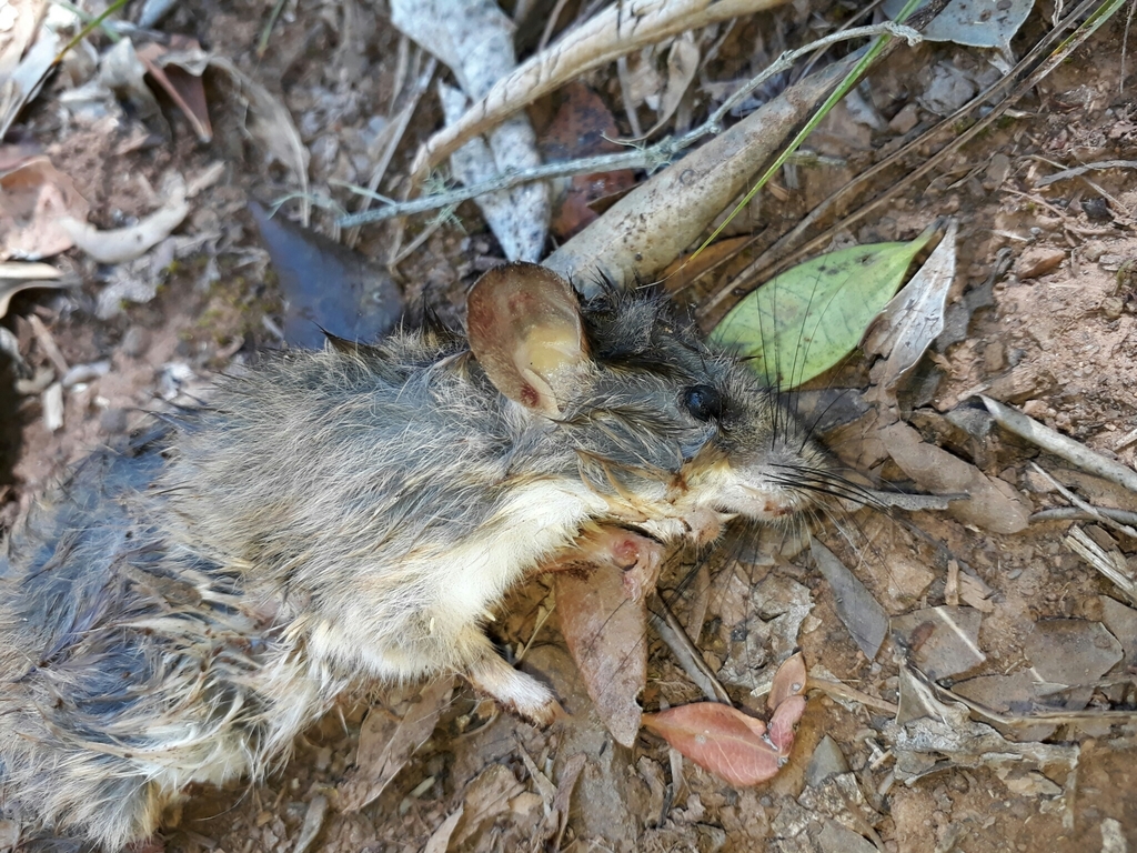 Meadow Mice
