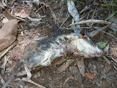 Myomyscus verreauxii