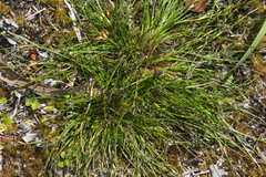 Schoenus apogon caespitans