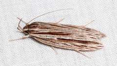 Leistarcha amphigramma