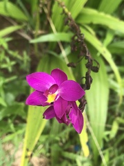 Spathoglottis unguiculata