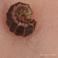 Phosphaenus hemipterus