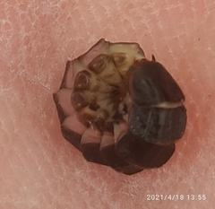 Phosphaenus hemipterus