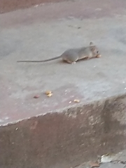 Mus musculus
