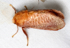 Doratifera