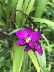 Spathoglottis unguiculata