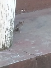 Mus musculus