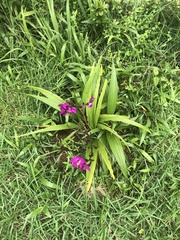 Spathoglottis unguiculata