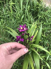 Spathoglottis unguiculata