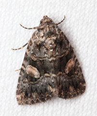 Condica macrosema