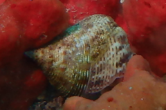 Maurea pellucida