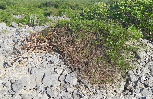 Bursera gibarensis M.C.Martínez, Daly & J.Pérez