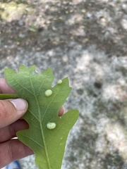 Neuroterus quercusirregularis