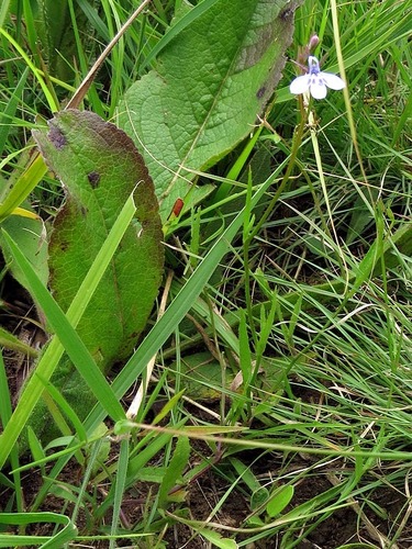 Lobelia flaccida subsp. flaccida image