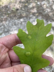 Neuroterus quercusirregularis