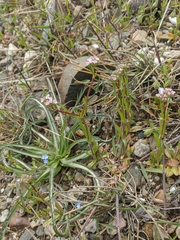 Valerianella pumila