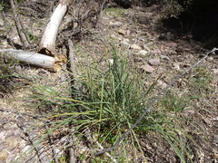 Carex ultra