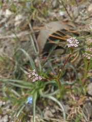 Valerianella pumila