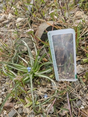 Valerianella pumila