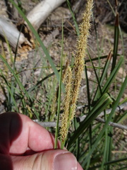 Carex ultra