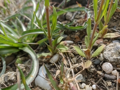 Valerianella pumila
