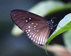 Euploea eyndhovii gardineri