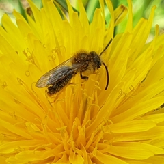 Andrena haemorrhoa