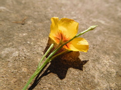 Linum hudsonioides
