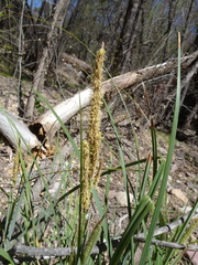 Carex ultra