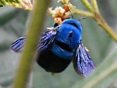 Xylocopa caerulea
