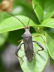Mictis longicornis
