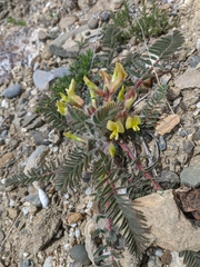 Astragalus utriger