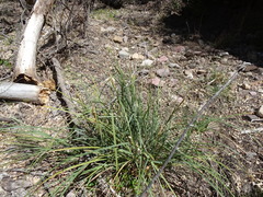 Carex ultra