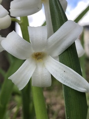 Hyacinthus orientalis