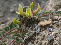 Astragalus utriger