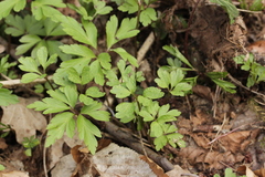 Tranzschelia anemones