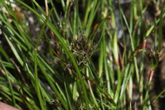 Schoenus apogon caespitans