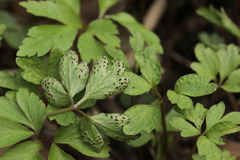 Tranzschelia anemones