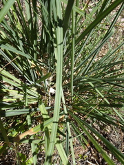 Carex ultra