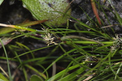 Schoenus apogon caespitans