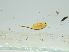 Eubranchipus